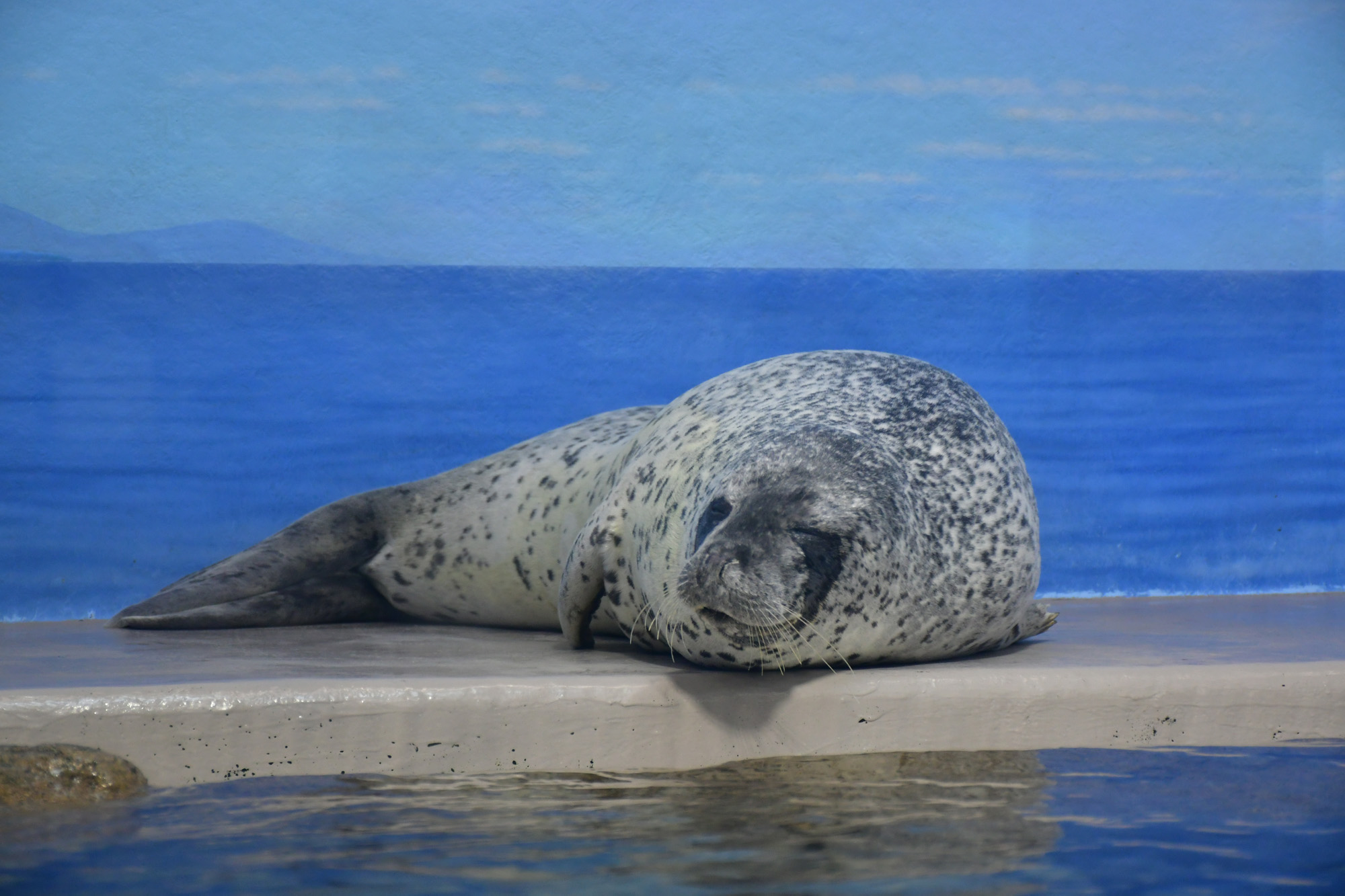 イルカってどう眠るの？水族館の飼育員さんに聞いた「水の生き物の睡眠」を解説！