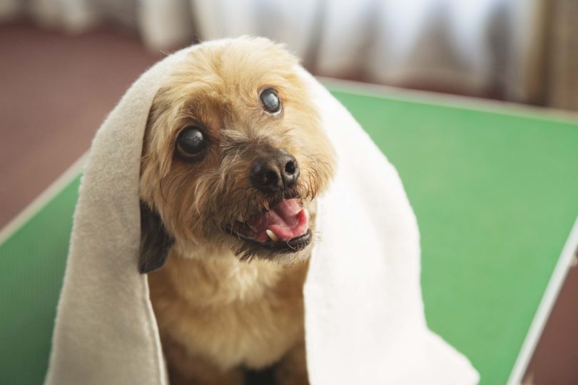 専門家が教える、ワンちゃんの正しい拭き方