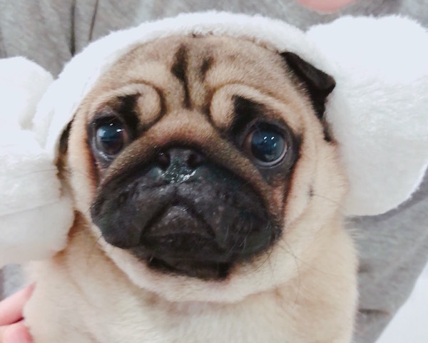 犬も