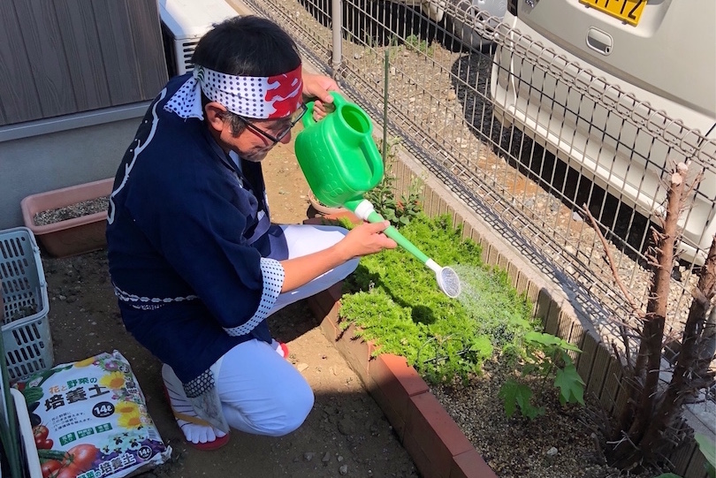 綿の芽の成長具合