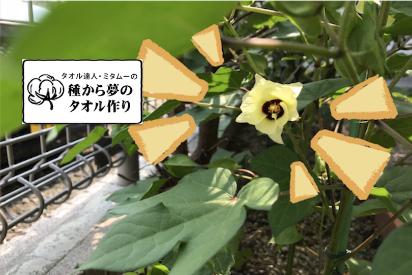 ミタムーの『種からタオル作り』 〜第4回 夏休み、ついに花咲く!編〜