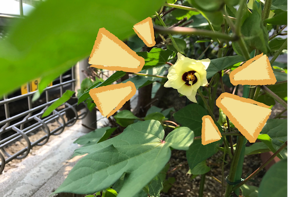 綿の花