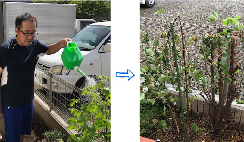 台風でポッキリ折れた茎