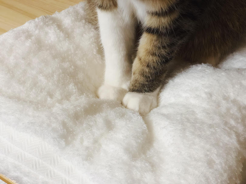 くる兄は、4つの足に真っ白い靴下