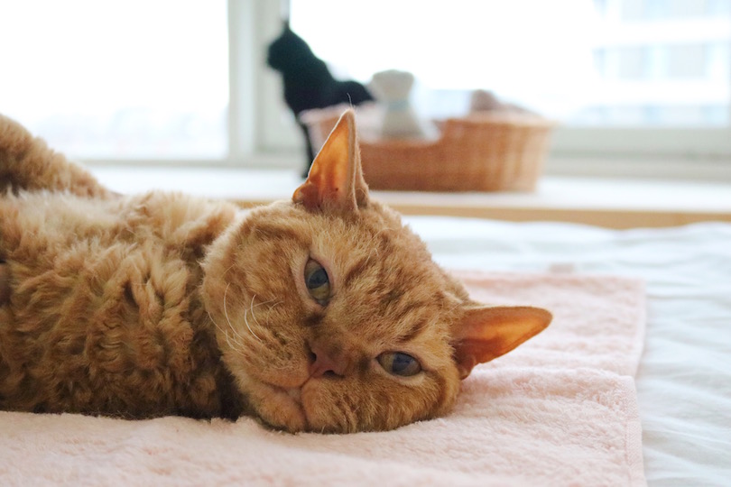うしろに見えるのは、大好きな2歳年上のお兄ちゃん黒猫・ギネス