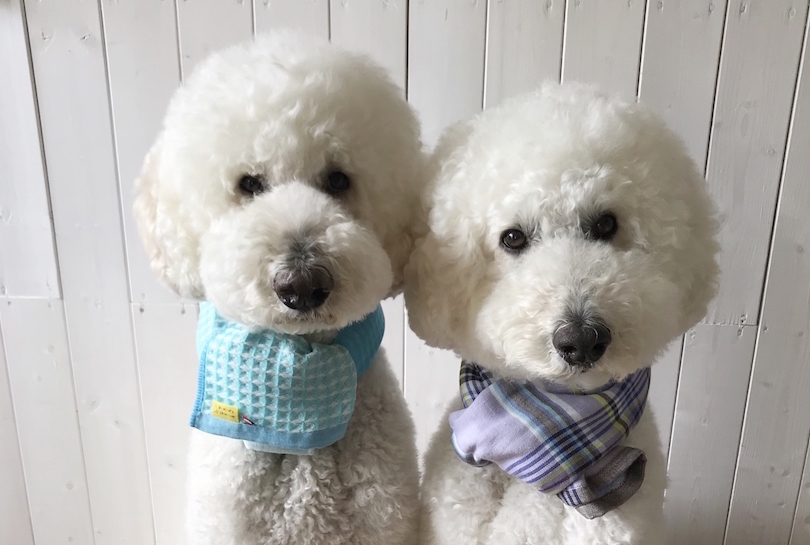 11月1日は犬の日!ワンちゃん×タオルによる「もふもふフォトギャラリー」をお届け!