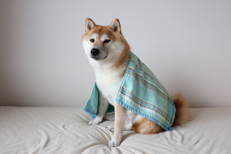 5歳の柴犬、銀次郎