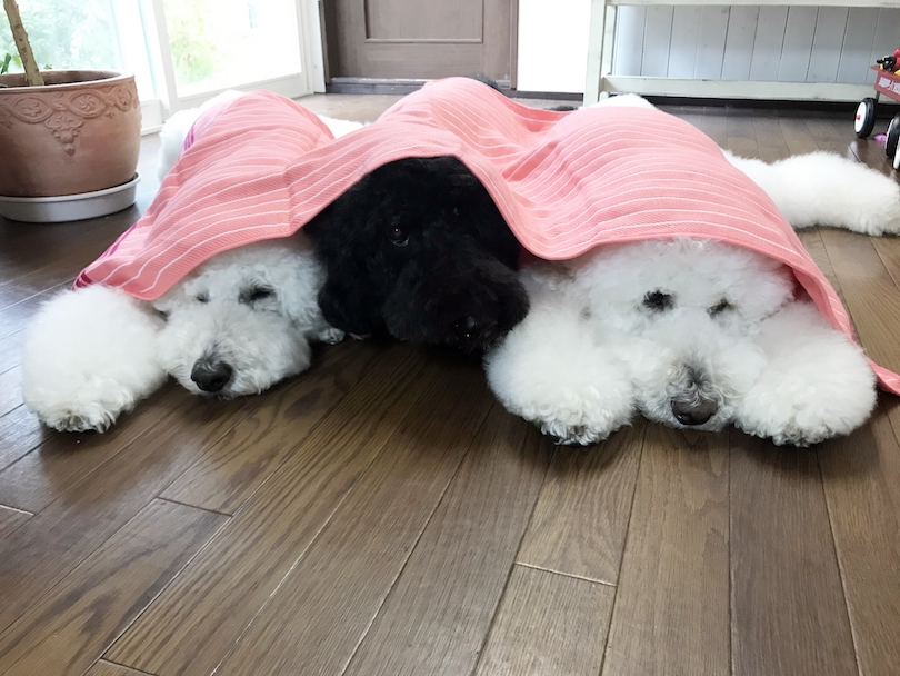 お行儀の良いスタンダードプードル3兄弟
