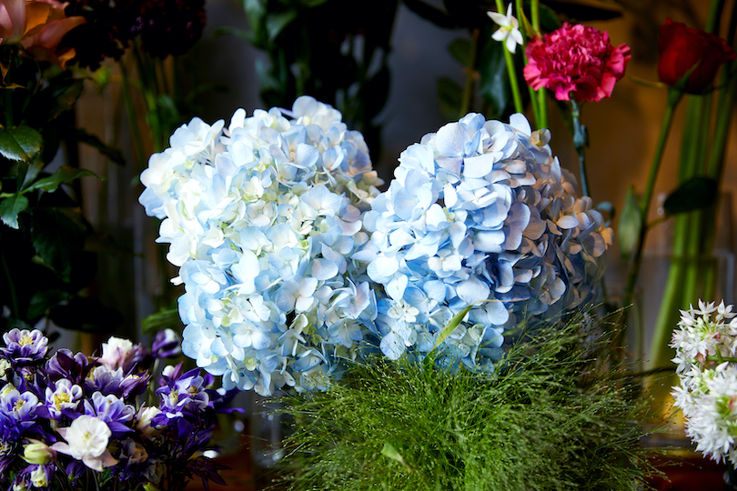アジサイの代表的な花言葉は「移り気」。