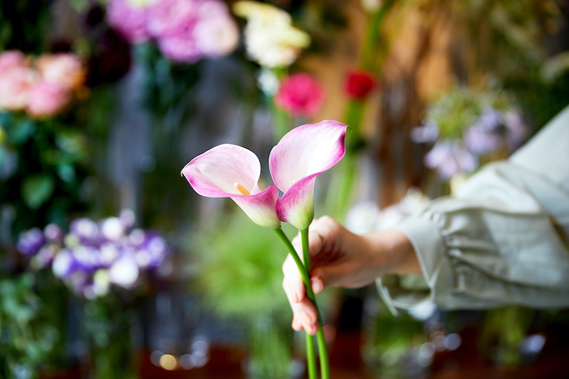 カラーの花言葉は「華麗なる美」「乙女のしとやかさ」。