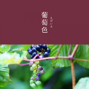 葡萄色のイメージ画像
