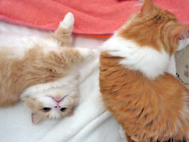 タオルにごろんと寝転がるあさちゃん
