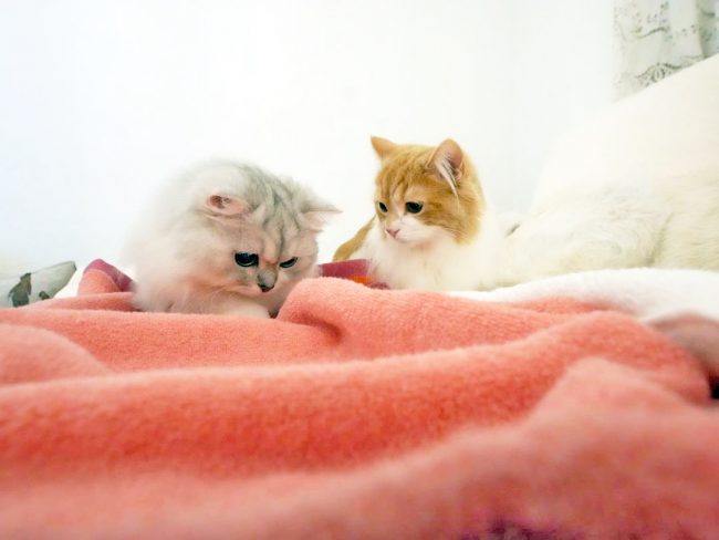 一生懸命タオルをふみふみするいとちゃんを見つめるむぎちゃん