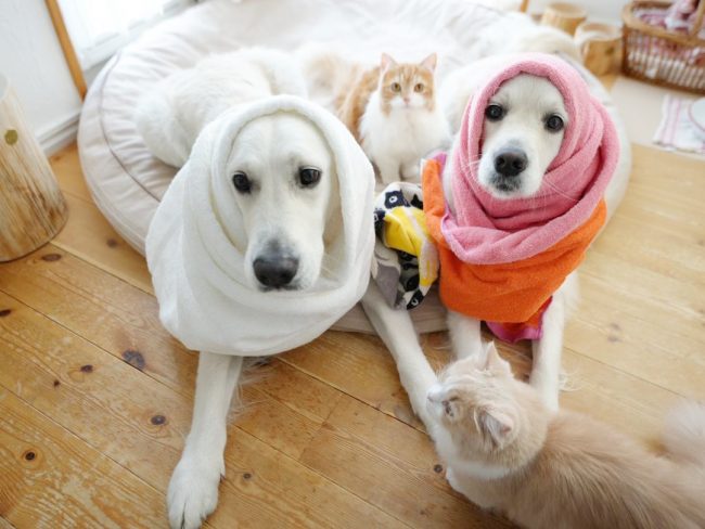 自然と集まってのんびりしている5兄弟