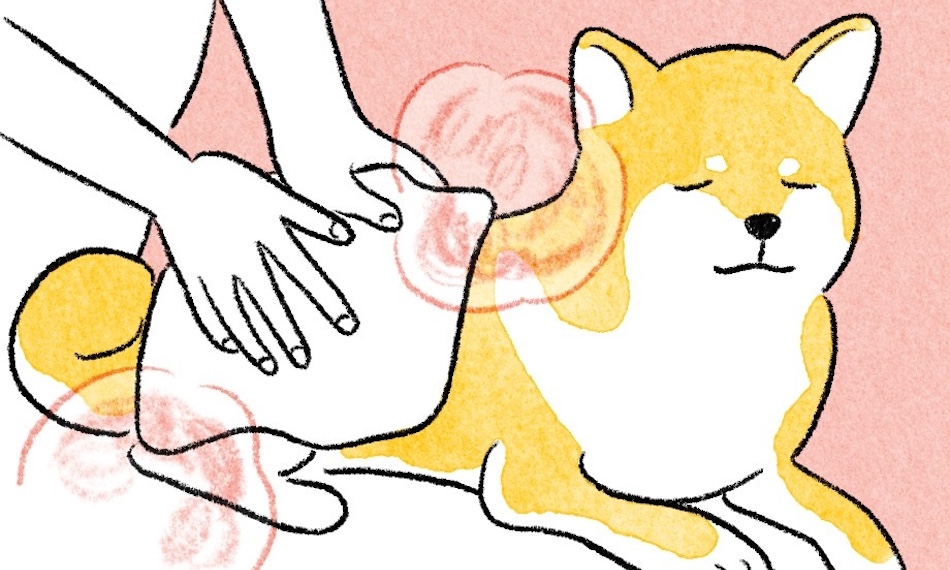 【獣医師監修】犬と猫のマッサージ方法を解説。ホットタオルでより効果的に!