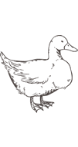 フランスホワイトダックダウン（ミュラー種）
