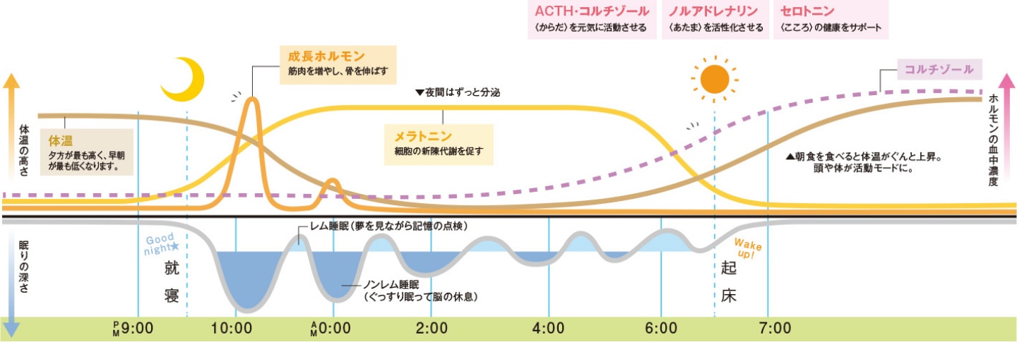 子供の眠りとホルモンの関係を示した図