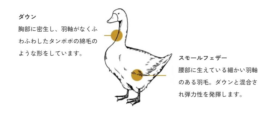 ダウンは胸部に密生し、羽軸がなくふわふわしたタンポポの綿毛のような形をしています。スモールフェザーは腰部に生えている細かい羽軸のある羽毛で、ダウンと混合され弾力性を発揮します。