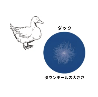 ダックのダウンボールの大きさ