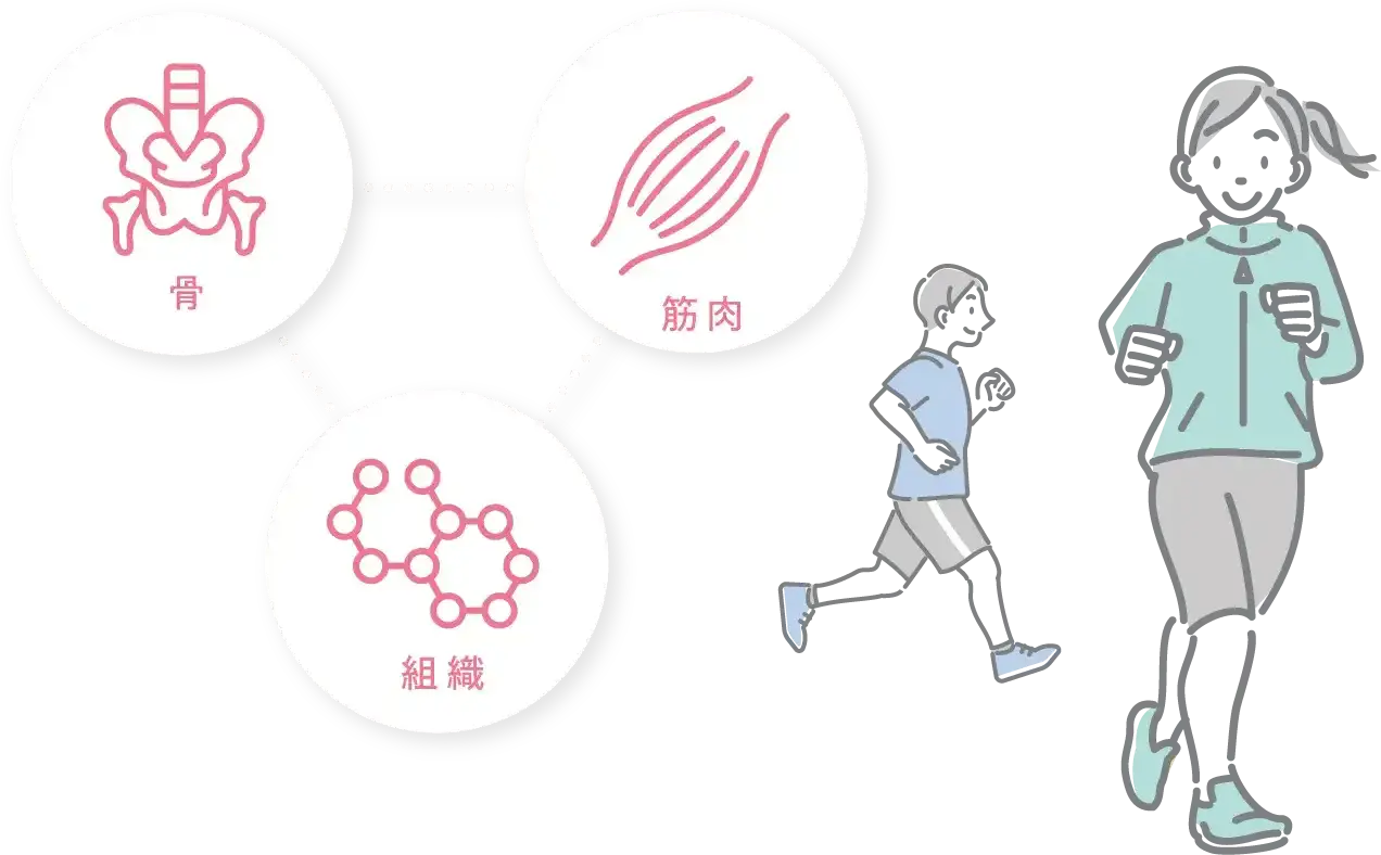 ランニングをする人と成長ホルモンのはたらき（骨・筋肉・組織）