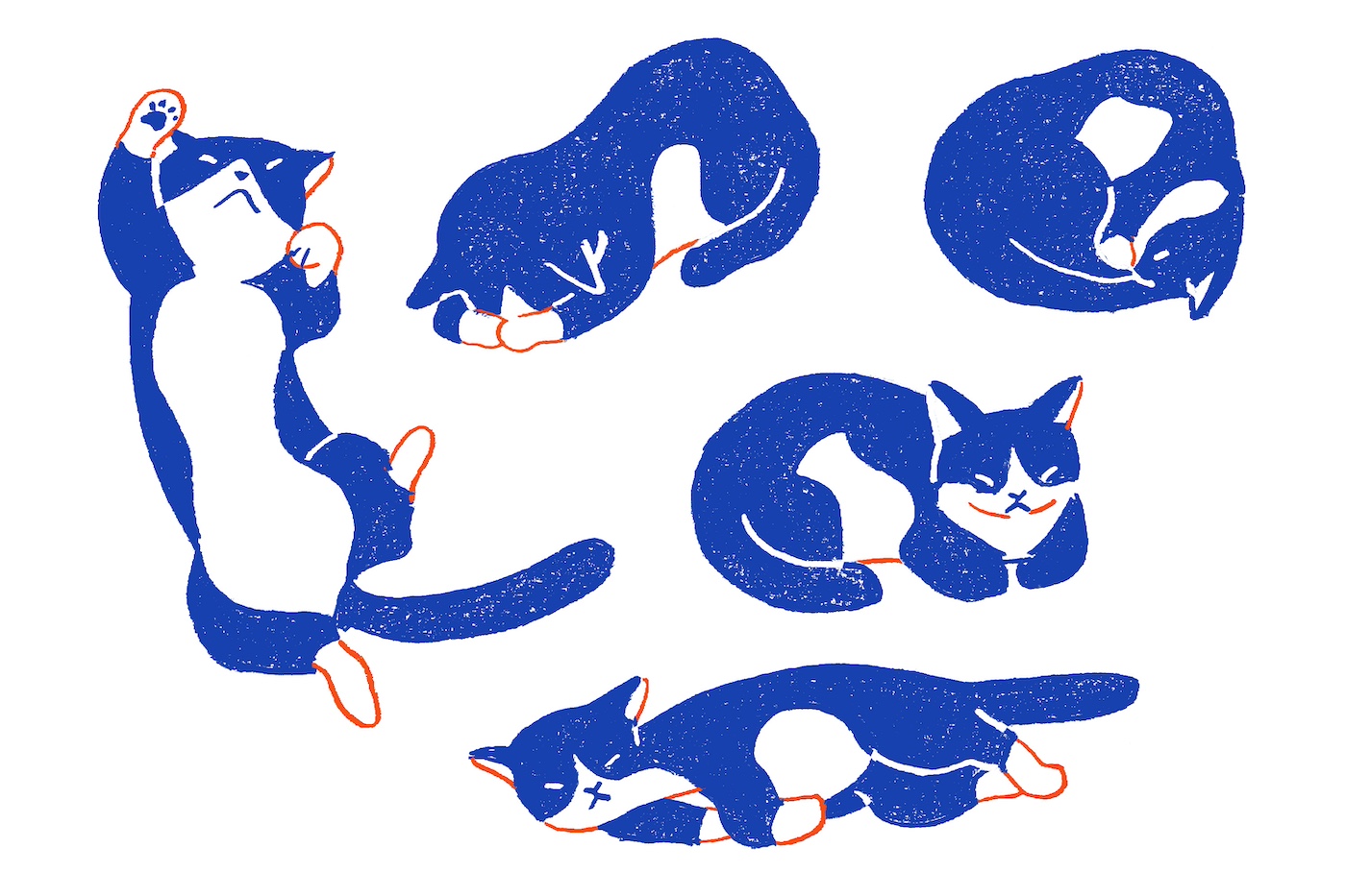 猫 