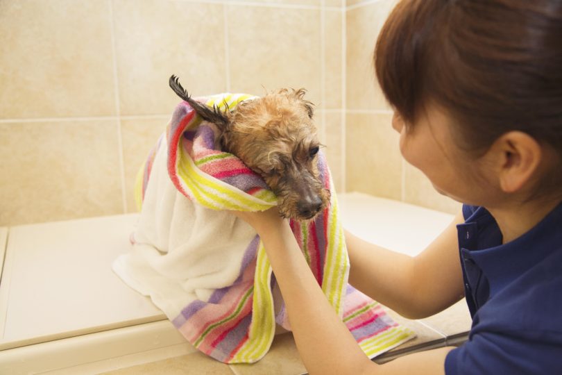 乾いた場所に移動させ、全身をタオルで包む