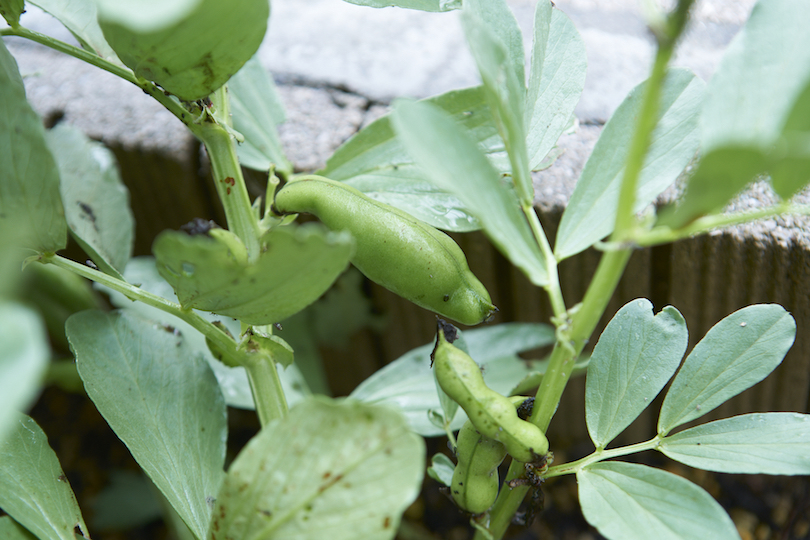 綿の隣には、そら豆が堂々と