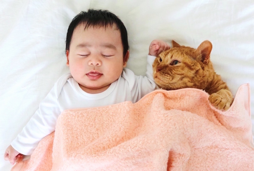 2月22日は猫の日！猫×タオルによる「もふもふフォトギャラリー」をお届け！