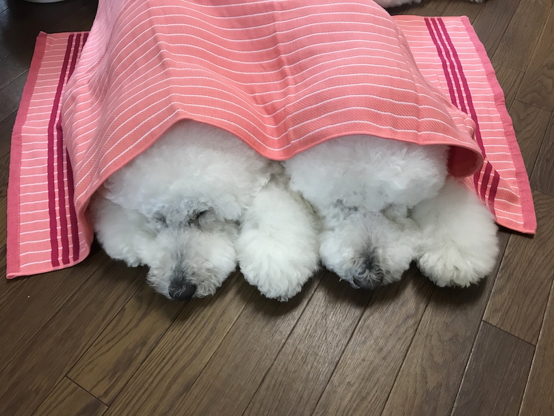 いつの間にか、2匹ですやすや