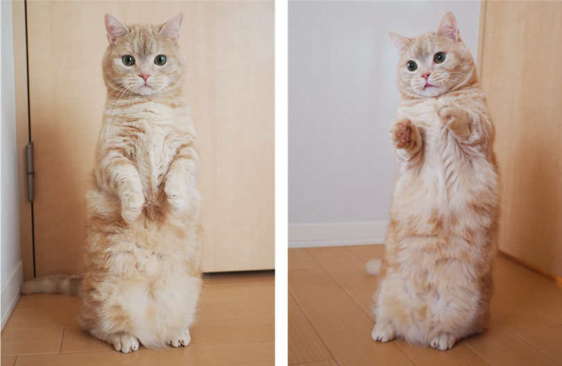 マンチカンのぷーちゃん（6歳）