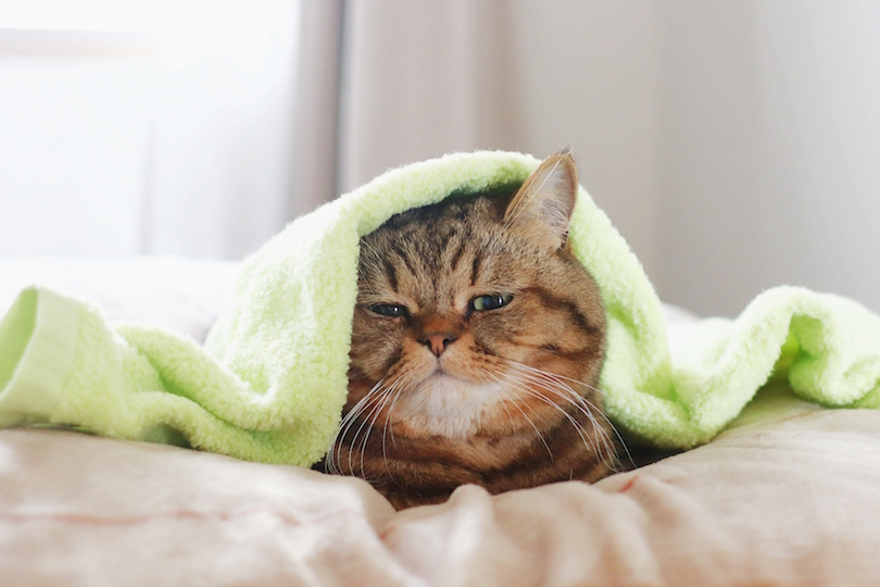 2月22日は猫の日！猫×タオルによる「もふもふフォトギャラリー2020」をお届け！