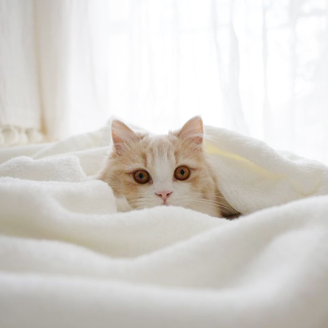 究極の癒しがやってきた！猫ちゃんとタオルによる「もふもふフォトギャラリー」