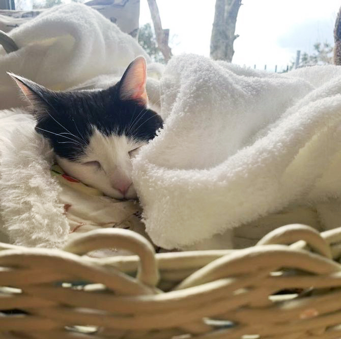 究極の癒しがやってきた！猫ちゃんとタオルによる「もふもふフォトギャラリー」