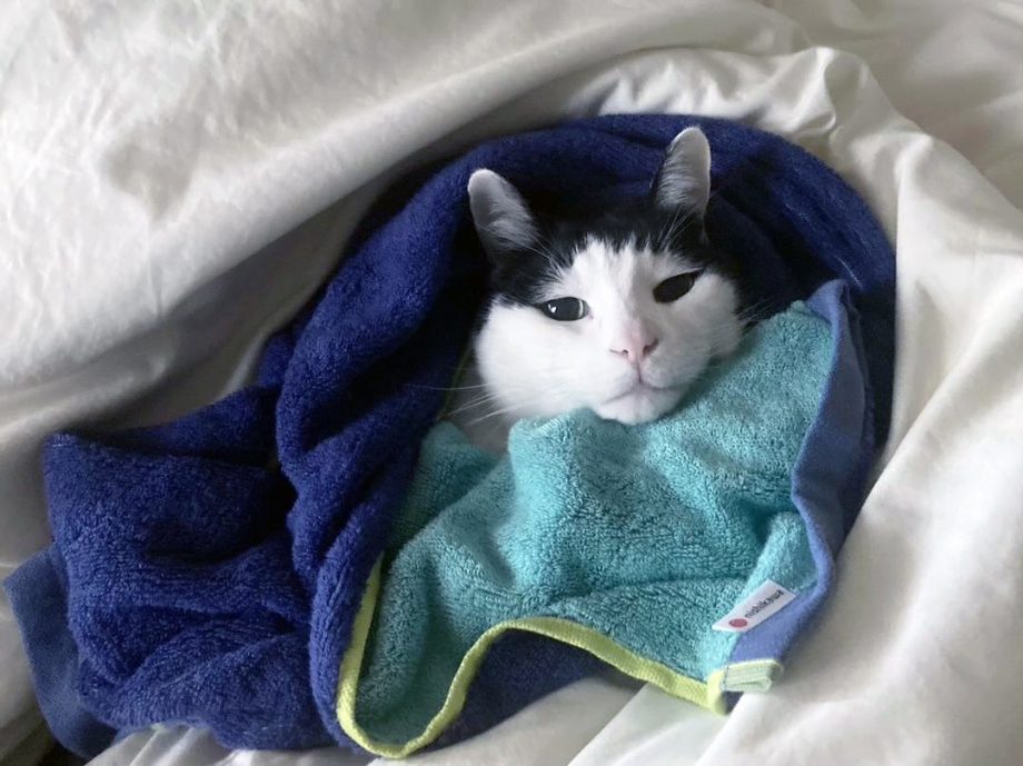 究極の癒しがやってきた！猫ちゃんとタオルによる「もふもふフォトギャラリー」