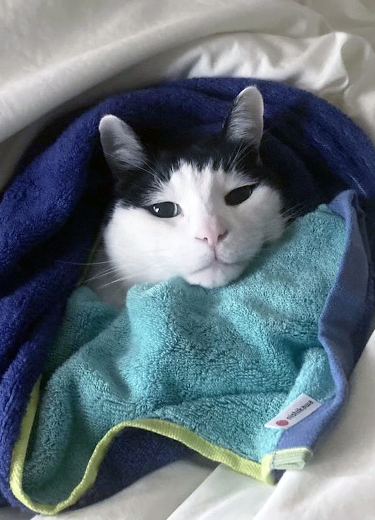 究極の癒しがやってきた！猫ちゃんとタオルによる「もふもふフォトギャラリー」