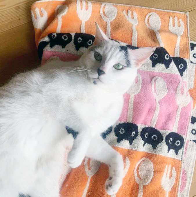 究極の癒しがやってきた！猫ちゃんとタオルによる「もふもふフォトギャラリー」