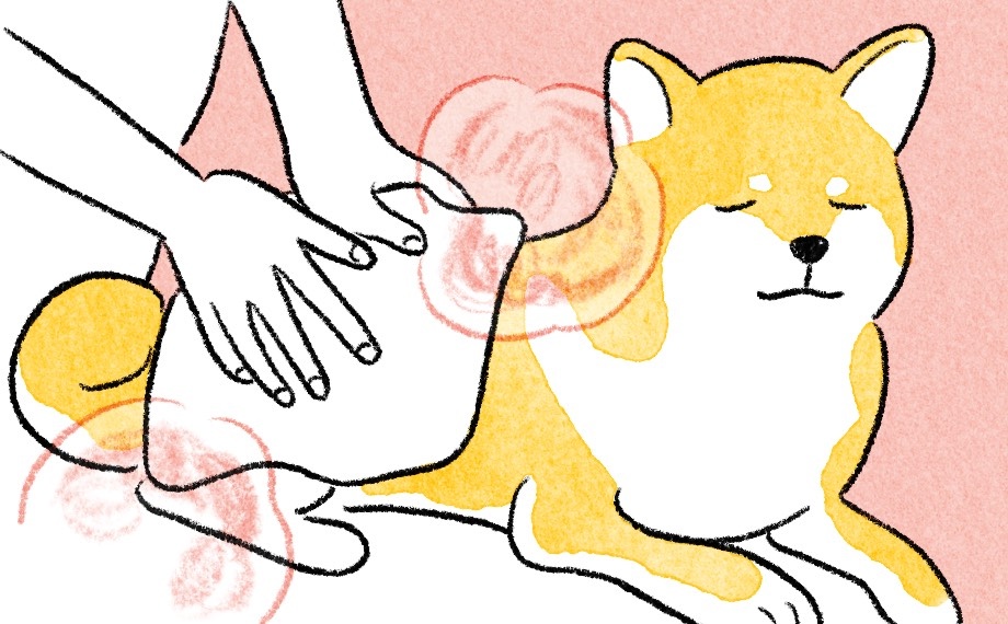 犬の下半身にホットタオルを当てているイラスト