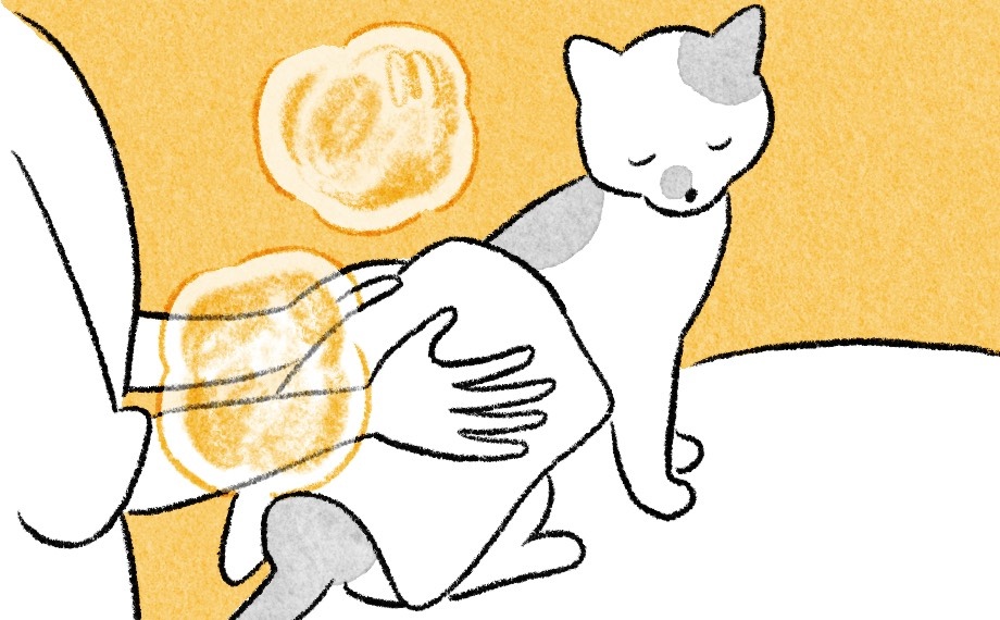 猫の下半身をホットタオルで温めているイラスト