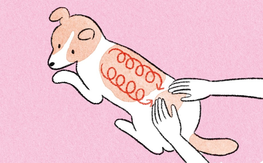 犬の背骨に沿ってマッサージしているイラスト